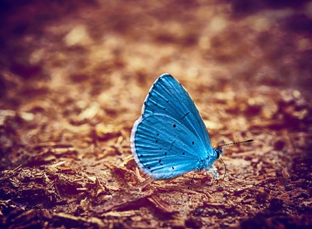 41731974 - blue butterfly vintage photo